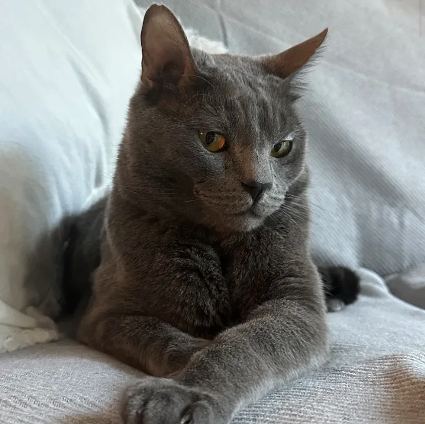 Fluffy, a grey cat, relaxing at home